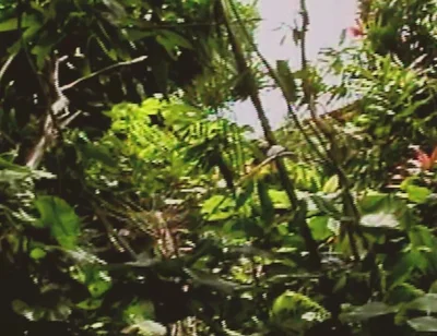 Gay Island Scene-2_two Muscular Gay Men Fucking Hard in the Jungle