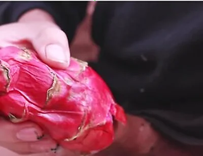 I Was So Horny I Used A Dragon Fruit To Jerk Off And Then Took A Long Piss