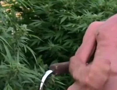 Cumshot Outdoors