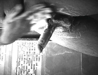 Extreme Handjob Cumshot Solo Play