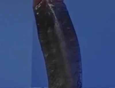 Sucking a Huge Black Cock in a Glory Hole