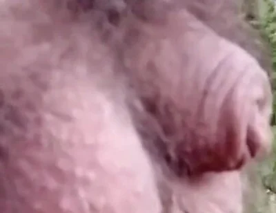 Pissing in the Woods