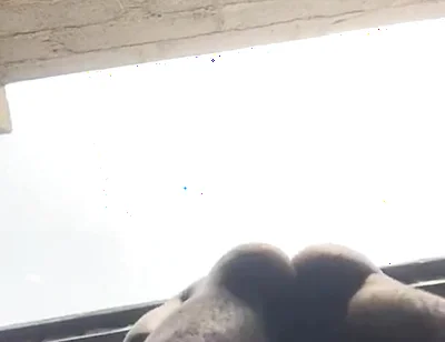 Doggy Bareback Below View