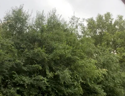 Jerking in the Woods