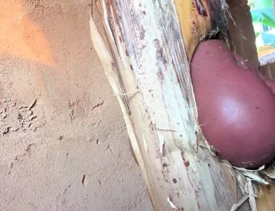 The Prisoner Find Hard Way to Sex