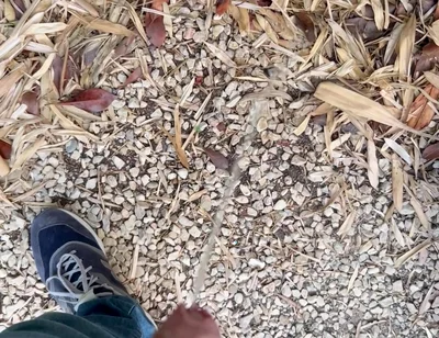 Peeing in the Garden