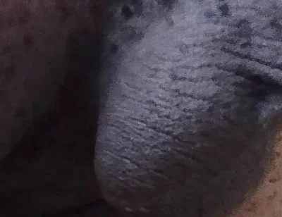 Come See My Hairy Huge Balls