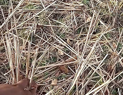 Bhabhi Gay Boy Outdoor Masterbate Pussy Hole