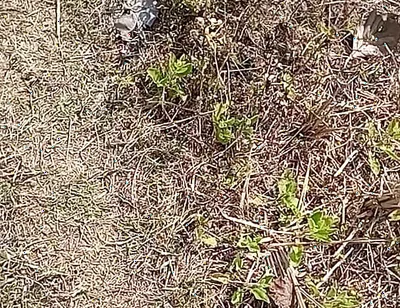 Outdoor Fucking Anal and Pussy Gay Boy