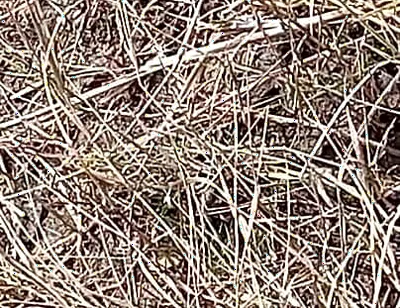 Gay Boy Outdoor Pussy Fuck Sissy Anal