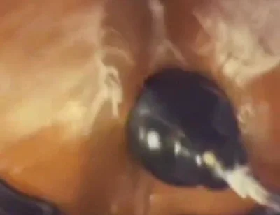 Pissy Piggy