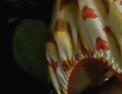 Satin taco thong bulge play jerk & cum
