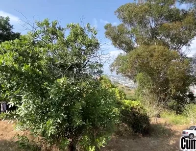 Caught Sucking Big Cock Blow Job Swallow Cum