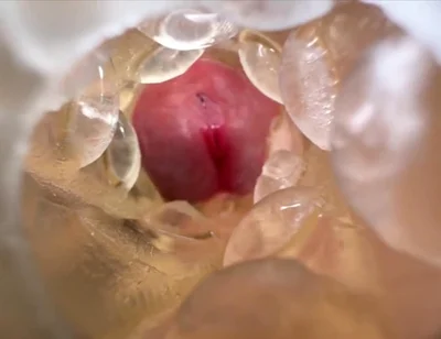 Huge Creampie with Internal View While Fucking Fleshlight, Moaning and Dirty Talking