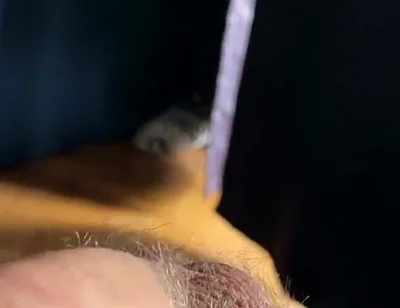 Cum with Tim Blesh