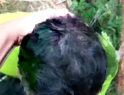 Two Males of Large Piroca Making Blows in the Forest.
