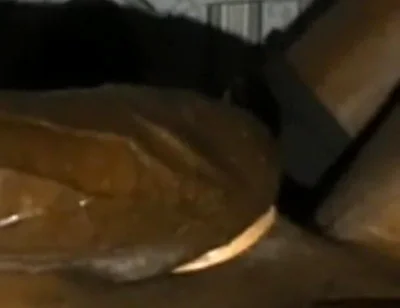 Rubbing Squeezing My Big Balls Stroking My BBC