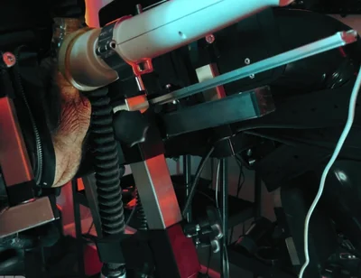 Rubber Discipline Revenge