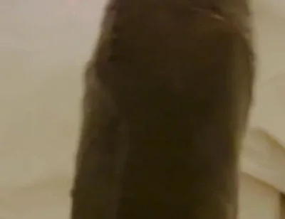 Nothing Stops Me From Wanking to Porn Daily