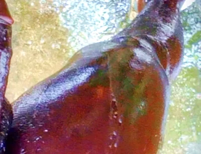 A Huge Dick Ready for Your Ass and Pussy