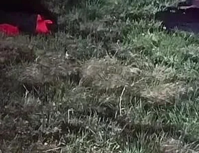 I Strip and Jerk off Outside at Night