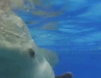 Indoor Public Pool Solo Uncut Nude Fit Man Swimming