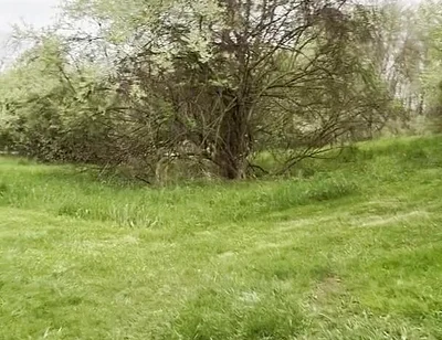 Jockstrap Park Tease: Muscular Asian Hunk Flexes, Fucks the Grass & Explodes in Cum
