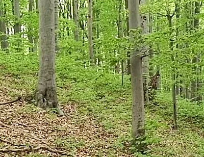 I Chase Him Through the Leaves