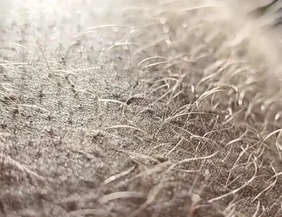 Ginger Fur