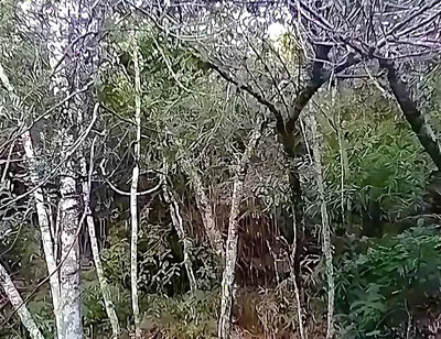 I Went to the Waterfall and Showed off Before Someone Came and Caught Me.