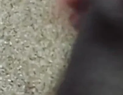 Lungi Hariy Cock Cum Licking Show