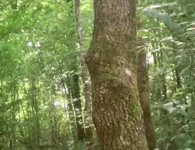 Once Again in the Forest