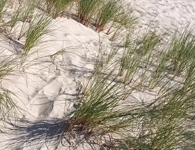 Hot Dilf Nude Beach Big Cock Showing off in the Dunes - Rockardglans