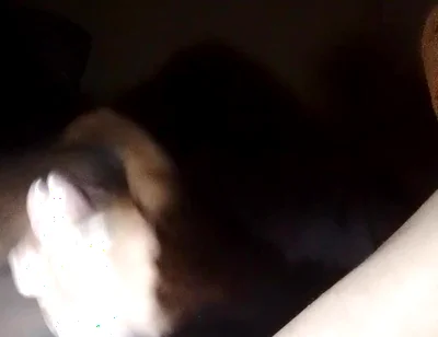 Dangling Sperm