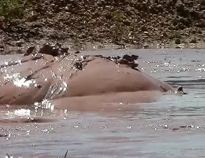 Deep, Creamy Brown Mud Bath in a Sand Pit