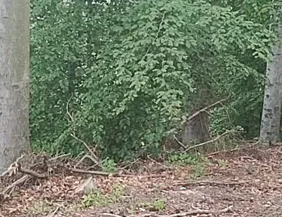 Forest Exhibition: a Banished Bird in a Beech Forest