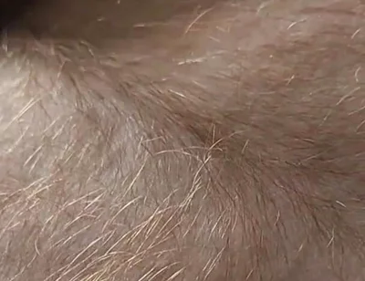Anybody Want to Run Their Hands Over My Hairy Ginger Chest and Belly?