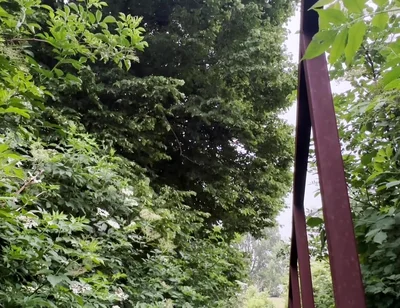 Netherland Guy Dared Strips and Walks Naked in the Park Candid