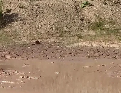 A Great Mud Adventure