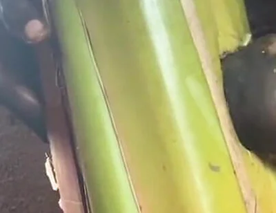 Best Plantain Tree Fucking Cumin Amateur