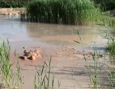 A Short Exploration of a New Mud Lake