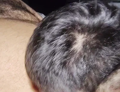 Suck My Fat Pig's Dick