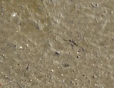 Short Test in the Mudflats on the Beach of Horumersiel