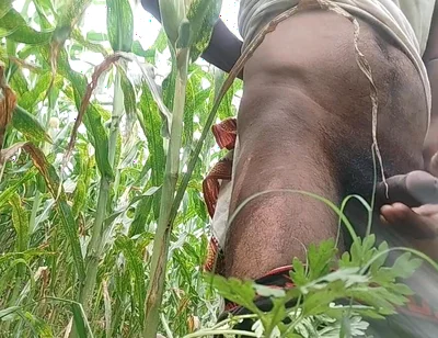 Big Black Hawking in the Cornfield