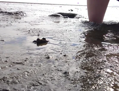 In Fine Stockings in the Wadden Sea of Wangerland