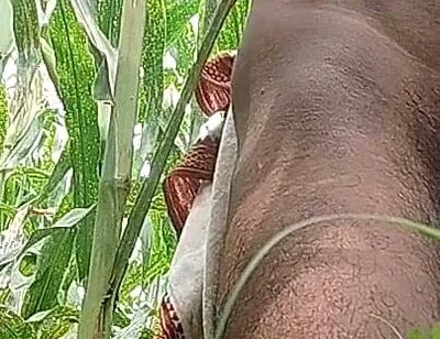 Big Black Hawking in the Cornfield