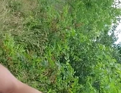 Release in the Park