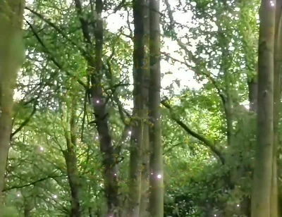 Fully Naked Walk in a Forest