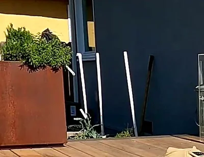 Boy Surprises Stepdaddy Strips and Sucks Him Outdoors