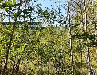 Jerking off in the Woods Near the Highway. I Almost Got Caught!